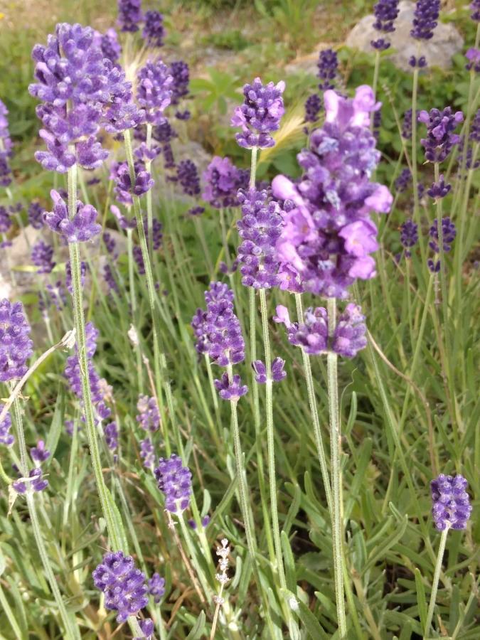 Il Giardino Di Julia B&B Tortora Kültér fotó