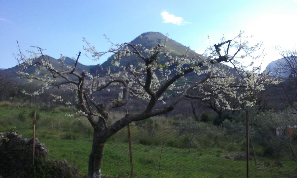 Il Giardino Di Julia B&B Tortora Kültér fotó